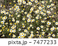 wild camomiles close up 7477233