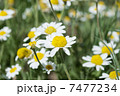 wild camomiles close up 7477234
