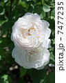 Two White Roses 7477235