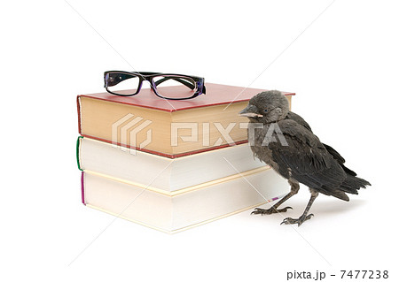 Bird and books isolated on a white background. horizontal photo. 7477238