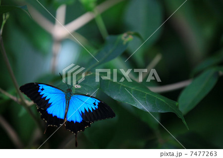 ユリシス 7477263