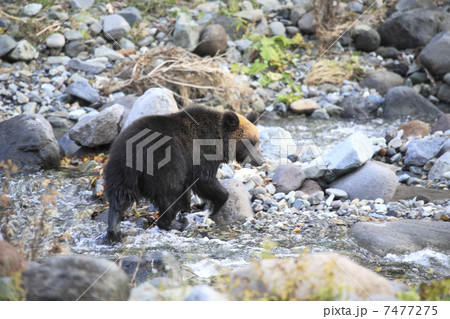 ヒグマ 7477275