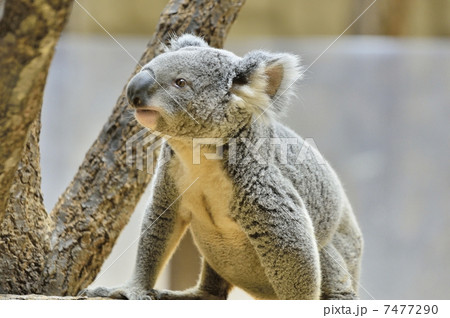 コアラ 7477290