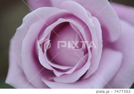 薔薇 7477303