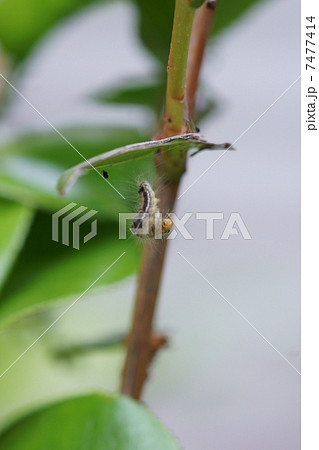 茶毒蛾幼虫　毛虫です。　 7477414