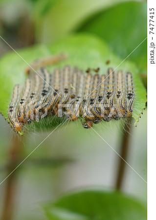 茶毒蛾幼虫 毛虫が並んでいます の写真素材
