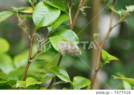 茶毒蛾幼虫 毛虫が並んでいます。 茶毒蛾幼虫 毛虫が並んでいます。 7477416