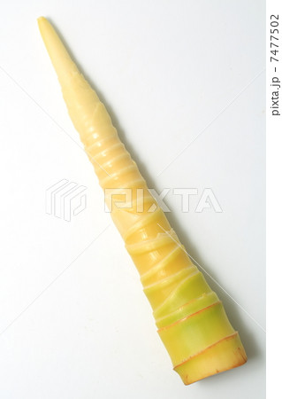 竹の子 竹の子 7477502
