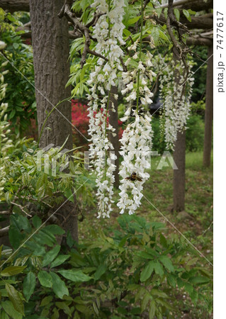 藤の花とクマンバチ 7477617