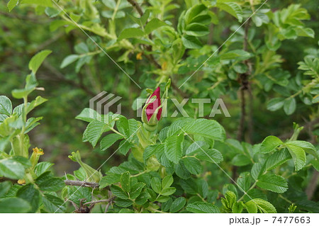 ハマナスの蕾 7477663
