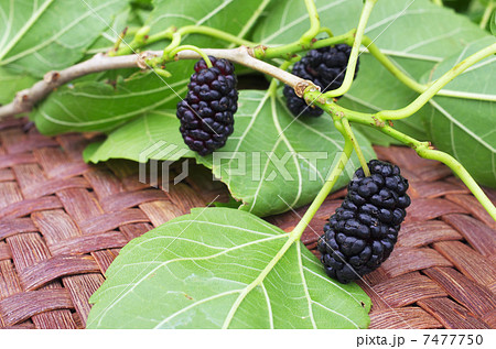 桑の小枝にパワーが宿る 桑の小枝にパワーが宿る 7477750