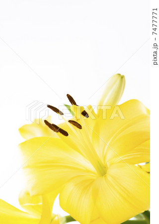 ユリ ユリ 7477771