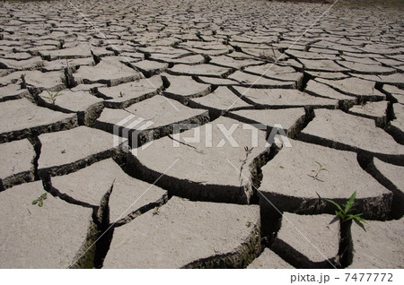 6月　大地・土30ひび割れと若芽 7477772
