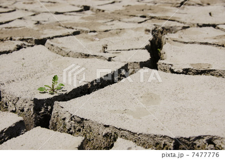 6月 大地・土26ひび割れと若芽 6月 大地・土26ひび割れと若芽 7477776