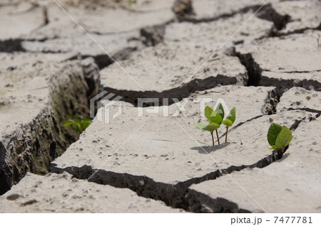 6月 大地・土21ひび割れと若芽 6月 大地・土21ひび割れと若芽 7477781