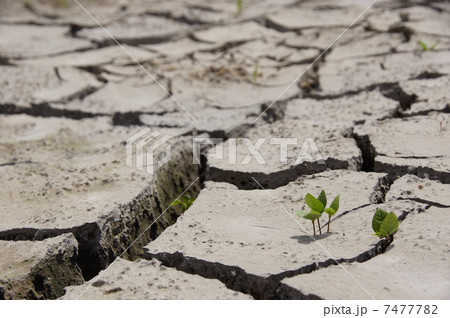 6月　大地・土20ひび割れと若芽 7477782