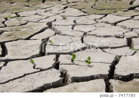6月　大地・土17ひび割れと若芽 7477785