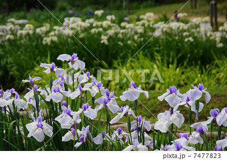 6月花　ハナショウブ・アヤメ科214 7477823
