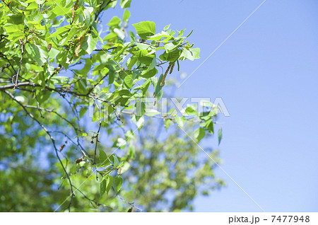 シラカバ花粉 7477948