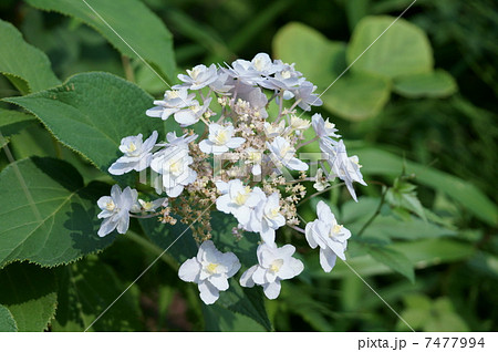 紫陽花が咲き終える頃、玉紫陽花が咲きます。 紫陽花が咲き終える頃、玉紫陽花が咲きます。 7477994