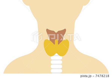 甲状腺と喉仏の図のイラスト素材