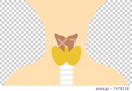 甲状腺と喉仏の図のイラスト素材