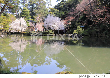 春の兼六園(瓢池) 春の兼六園(瓢池) 7478318