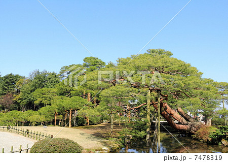春の兼六園（唐崎松） 7478319