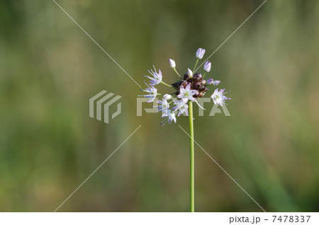 ノビルの写真素材 [7478337] PIXTA