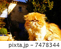 ライオン猫 7478344