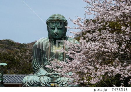 鎌倉大仏と桜 7478513