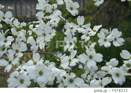 白花ハナミズキ 7478525