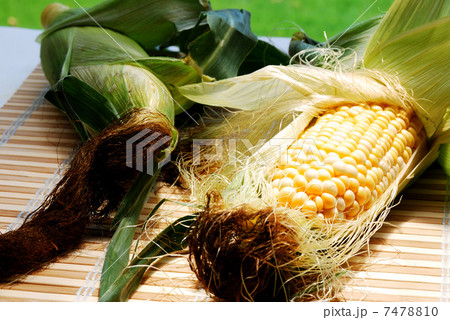 とうもろこし とうもろこし 7478810