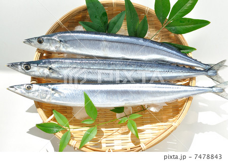 生サンマ 7478843