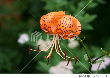 夏の花 鬼百合 夏の花 鬼百合 7478991