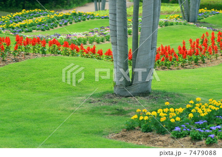 花咲く公園 花咲く公園 7479088
