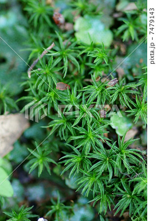 立苔　タチゴケと申します。　バックは銭苔。 7479143