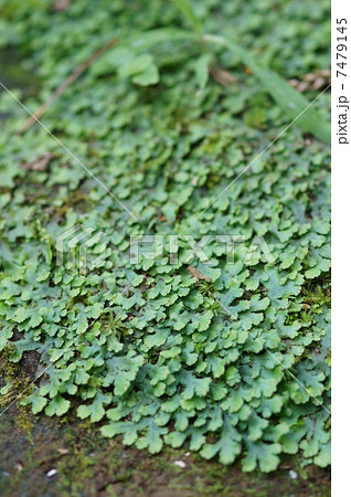 銭苔 ゼニゴケと申します ちょっとグロテスク の写真素材