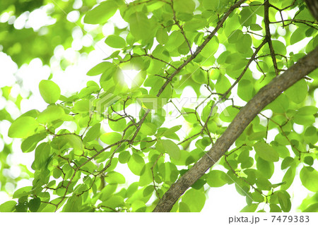 緑の葉 緑の葉 7479383
