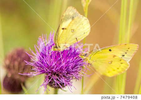 モンキチョウ 7479408