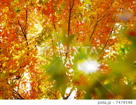 紅葉の森 紅葉の森 7479596