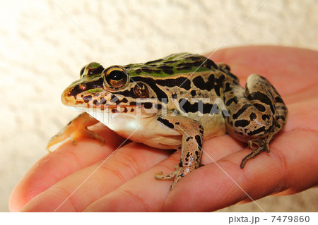 カエル 7479860