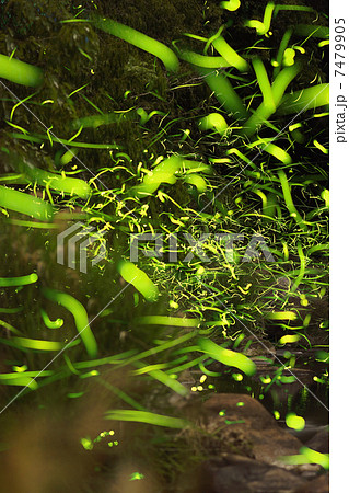 蛍光の嵐 7479905