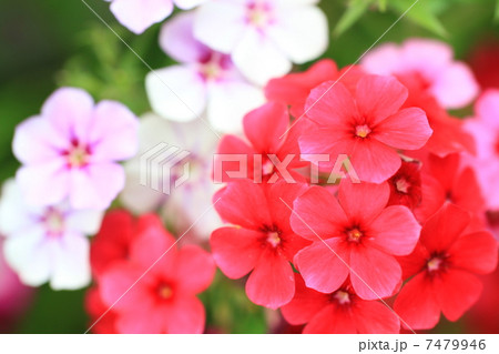 花模様　フロックス 7479946