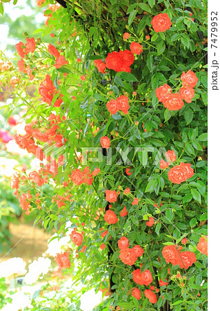 Rosegarden Rosegarden 7479952