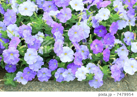 花壇の素材 7479954