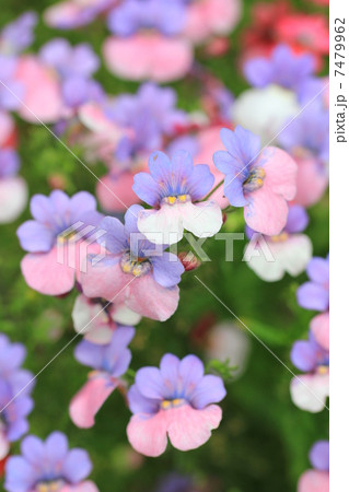 ネメシア ネメシア 7479962