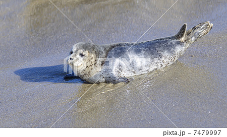 アザラシの子供 7479997