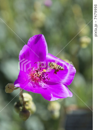 ピンクの花の花粉を集めるミツバチ 7479998