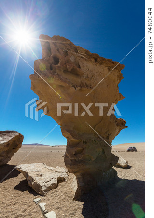 Arbol de Piedra Arbol de Piedra 7480044